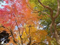 馬場記念公園🍂
