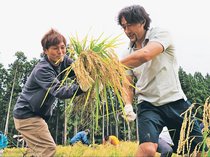 大野均さん(ラグビー元日本代表)立山町で稲刈り 吉乃友酒造(婦中)アンバサダー