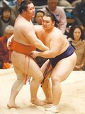朝乃山トップ９勝　６人並走、勝てば決定戦