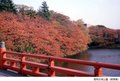 【紅葉・見ごろ】高岡古城公園