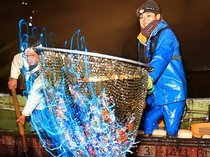 ホタルイカ漁　早くも最盛期