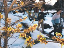 愛らしく春告げる　県内気温３月上旬並み