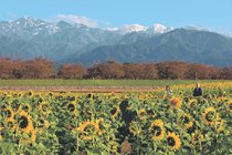 「四重奏」、秋も共演　朝日・舟川べり