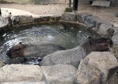 ゆったりとお湯に漬かるカピバラ＝富山市ファミリーパーク