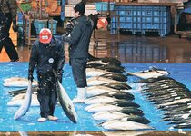 ブリ不漁、例年の４割　氷見魚市場１０～１２月８０トン、「寒ぶり宣言」は越年か