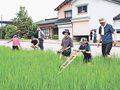 環境に優しい米作り　入善で親子ら昔ながらの草取り