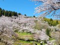 【桜・見ごろ】城山公園
