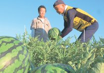 朝日すいか担い手募る　生産者が団体設立、就農へ魅力発信強化
