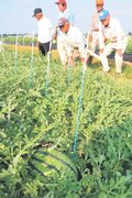 特産・朝日すいかの生育確認　富山・婦中町青果物出荷組合朝日支部