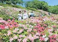 ツツジ、色鮮やか　高岡の水道つつじ公園