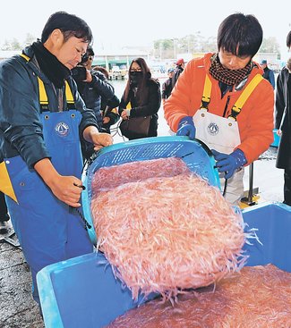 富山湾のシロエビとベニズワイ、漁獲回復傾向　新湊沖調査、県水産研報告