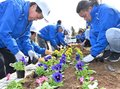 パンジー華やか　氷見ＬＣが特養の花壇植え替え