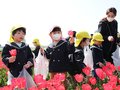 チューリップきれい　滑川の園児が摘み取り体験