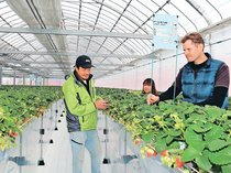 ３１日からイチゴ狩り始めます、ハウス活用「一御縁」　砺波ミズキファーム「味・香り楽しんで」