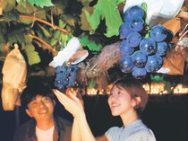 ＜涼ＳＣＥＮＥ２０２５＞やまふじぶどう園（富山市）<br />暑さ忘れ 夜の収穫