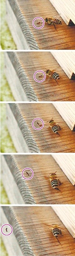 ＜ダニ博士の徒然草＞１５　五箇公一<br />ニホンミツバチのアリ撃退法