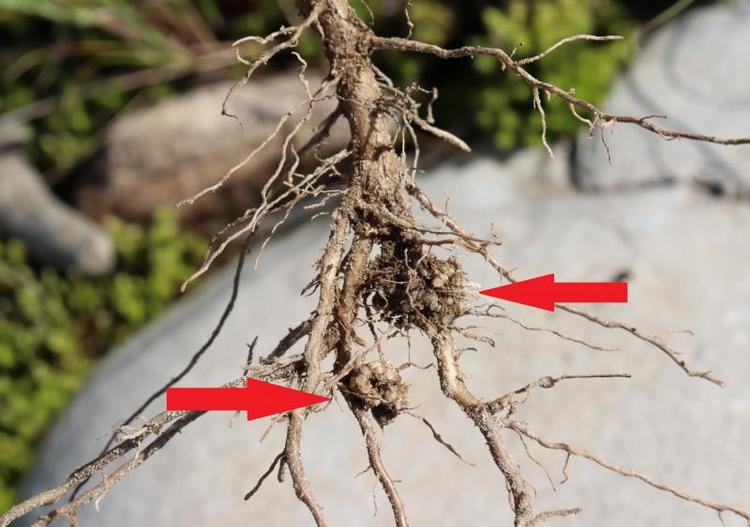 幼稚園の遠足から約40年ぶり グミ摘みに行ってきました！ コノコト