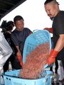 休漁が明け、水揚げされたシロエビ＝新湊漁港