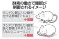 哺乳類の睡眠と覚醒、酵素が制御