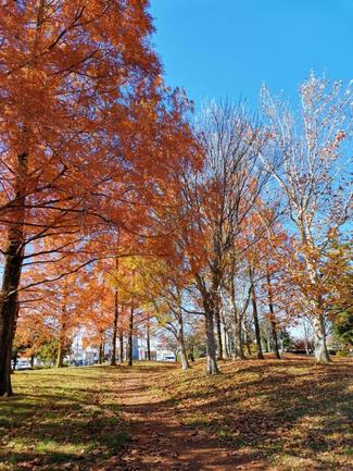 （51）ウサギの指輪♪猫じゃらしで作ってみた！【やちやちが行く！！】