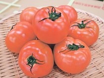 ＜旬を召し上がれ＞トマト<br />キムチとの相性抜群