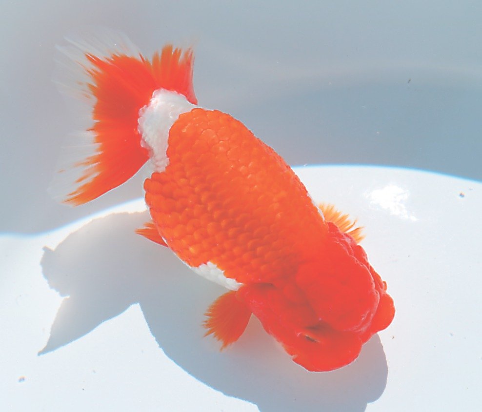 らんちゅう品評会優勝の子供10匹