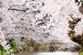 弘前公園の桜見頃