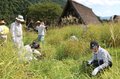 カヤ場で下草刈り　菅沼合掌造り集落