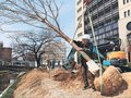 桜の名所「松川べり」復活へ　主要区間の工事３月中に完了、若木の植樹開始