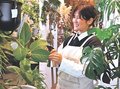 観葉植物で冬の暮らしに彩り　園芸店「ｎｉｗａｎｏｓｏ」（立山町）の井口さんに手入れの仕方聞く