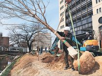 桜の名所「松川べり」復活へ　主要区間の工事３月中に完了、若木の植樹開始