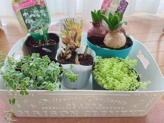 (19)温かいお部屋で寄せ植えにトライ☆寒い時期から楽しめる花とは?【富山でつくる!ポタジェガーデン】