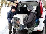 車から運び出されるレッサーパンダのホーリー=富山市古沢の市ファミリーパーク