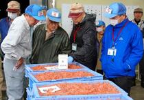 サクラエビ、秋の初競り