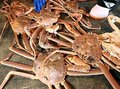 冬の味覚、出足上々　射水・新湊漁港でズワイガニ初競り