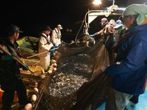 ホタルイカ漁解禁、滑川漁港　水揚げわずか１キロ、入札額は過去最高値