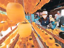 鮮やかオレンジカーテン 南砺で「あんぽ柿」生産が本格化