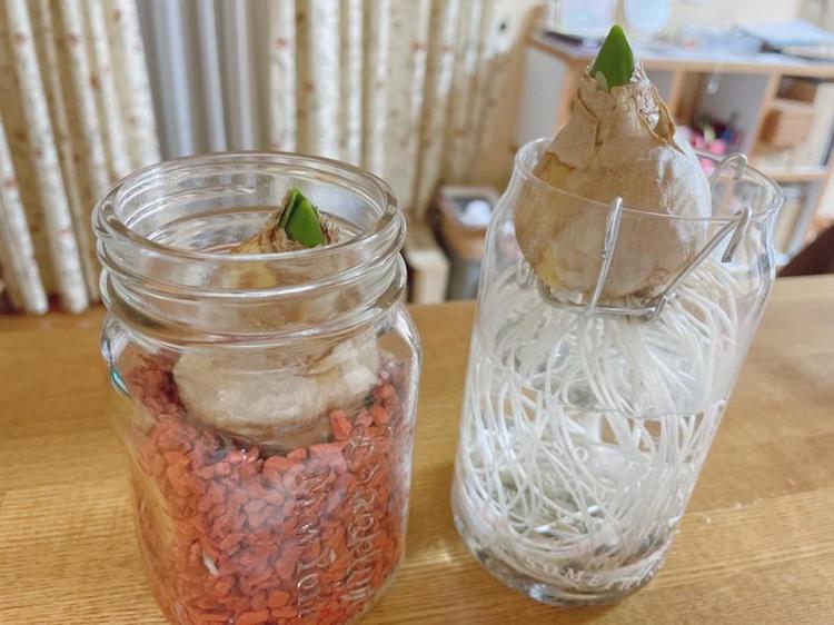 ヒヤシンスが満開！その後の球根は…【富山でつくる！ポタジェガーデン