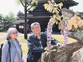 雪害乗り越えフジ開花　井波瑞泉寺のシンボル、「命の強さに感動」