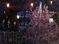 夜桜、満開心待ち　高岡桜まつり開幕