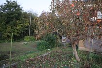 滑川で緊急銃猟、クマ１頭駆除　けが人なし