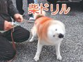 ファンの提案受け、日本酒とコラボ　とやまソフトセンターの動画シリーズ「狂犬病予防注射会場のドタバタ劇」