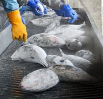 焼津の水産加工会社元役員に有罪