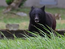 夏にかけてクマが活発化、誘引対策や遭遇時の対応は？　昨年上回るペースで出没（２０２４年７月）