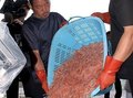 新湊漁港でシロエビ漁再開、水揚げ６６キロ　サイズは改善