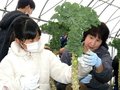 プチヴェール摘んだよ　朝日・さみさと小児童、地場産野菜に理解