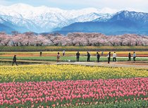 「四重奏」駐車に予約制、混雑解消図る　朝日町、１６日から受付