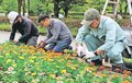 空の玄関口を花で彩り　県内の造園業者、苗１４００株植える