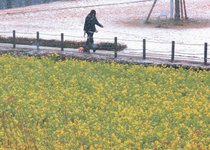 菜の花、雪化粧　県内冷え込む