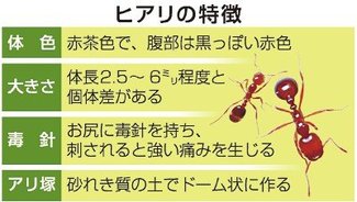 ＜ダニ博士の徒然草＞２８　五箇公一<br />富山にもやってきたヒアリ